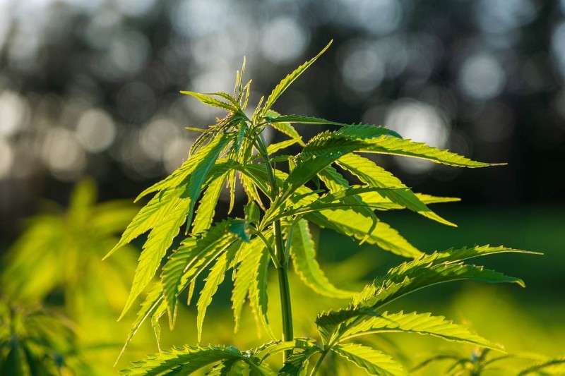 Let's Learn About CBD, Its Uses, Tips And How To Store It!!