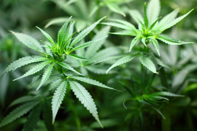How Does the Medical Marijuana Process Work?