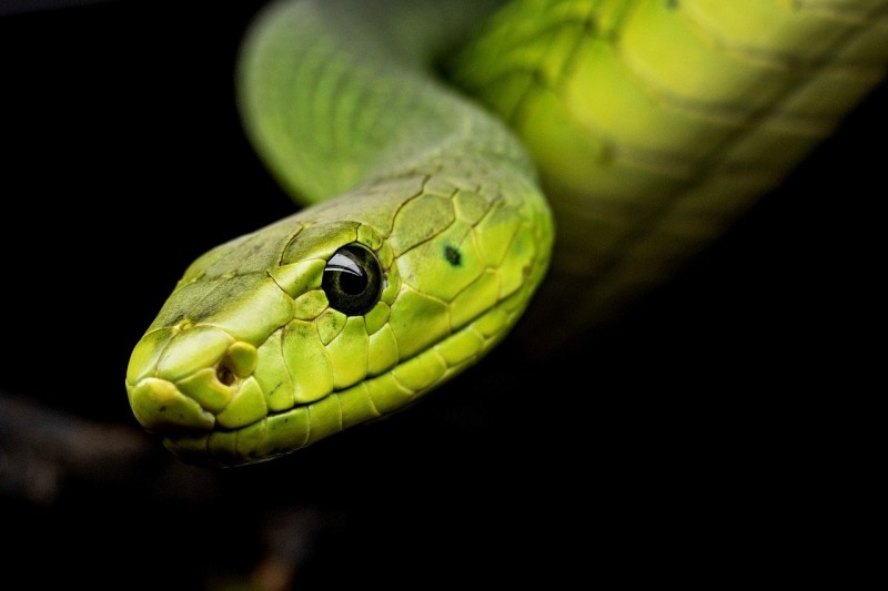 Play Cool and Challenging Online Snake Games