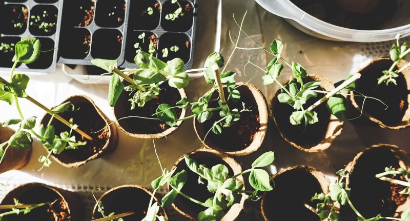 Ways of Gardening
